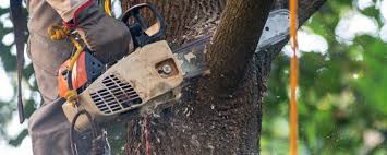 Best Root Management and Removal  in Twisp, WA