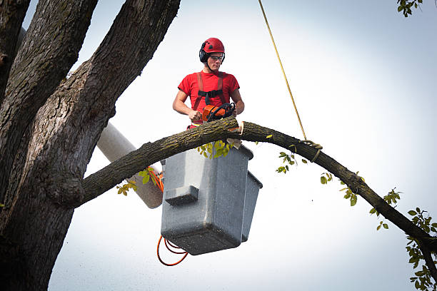 Best Arborist Consultation Services  in Twisp, WA