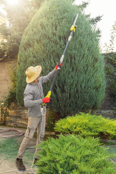 Best Tree Trimming and Pruning  in Twisp, WA